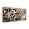 50900-Amur