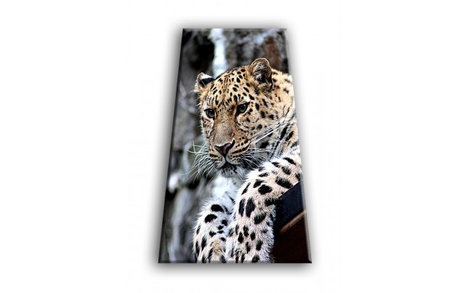 50901-Leopardo