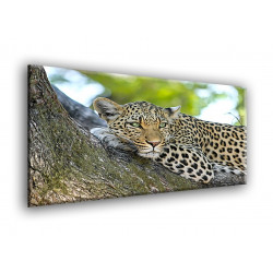 50902-Leopardo