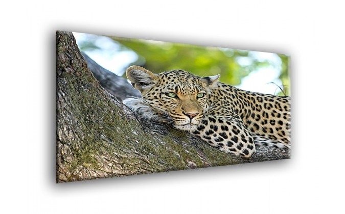 50902-Leopardo