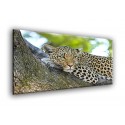 50902-Leopardo