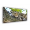 50902-Leopardo