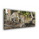 50903-Leopardo