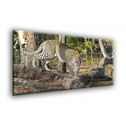 50903-Leopardo