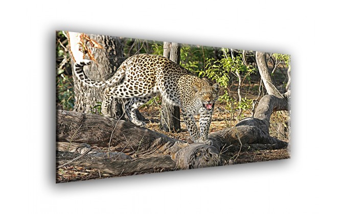 50903-Leopardo