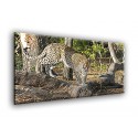 50903-Leopardo
