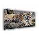 50905-Tigre furioso