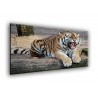 50905-Tigre furioso