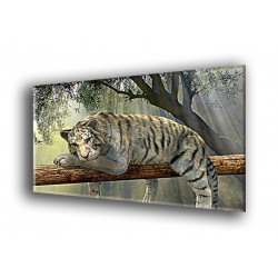 50906-Tigre descansando