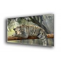 50906-Tigre descansando