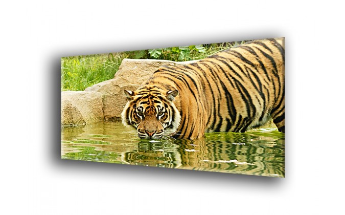 50907-Tigre cazando