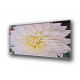 3025-Flower dalhia