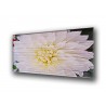 3025-Flower dalhia