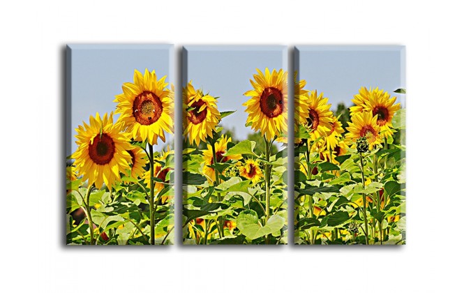 4005-girasoles con abejas