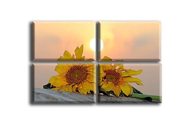 4006-Girasoles al sol