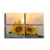 4006-Girasoles al sol