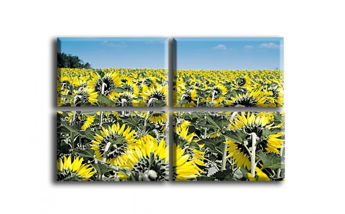 4007-Girasoles amarillos