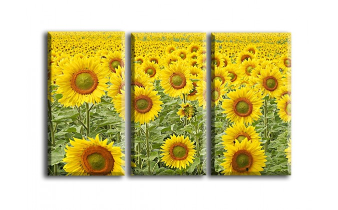 4015-Girasol flor amarillo