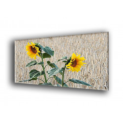 4018-Girasol campo de maiz