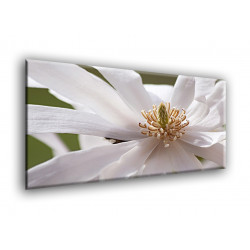 5504-Magnolia blanca