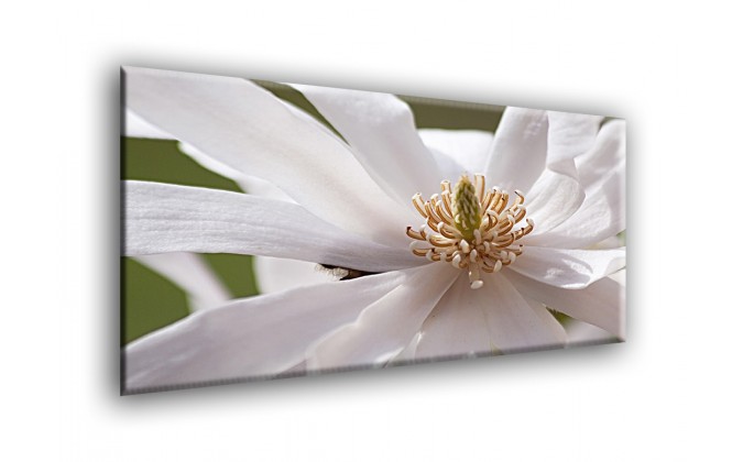 5504-Magnolia blanca