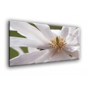 5504-Magnolia blanca