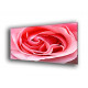 9010-Rosa pétalos