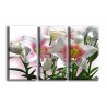 5001-Lirios en flor