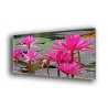 5003-Lirio de agua rosa