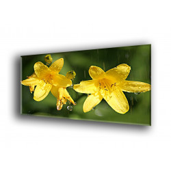 5005-Lirio flor amarillo