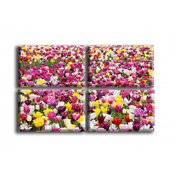 9501-Campo de tulipanes bonitos