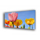 9507-Colorido de tulipánes