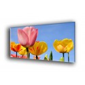 9507-Colorido de tulipánes