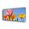 9507-Colorido de tulipánes