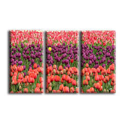 9514-Flor tulipán rojo púrpura amarillo