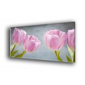 9517-Tulipanes flores rosadas