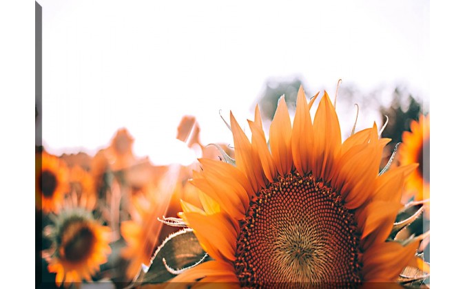 4020-girasoles bonitos