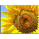 4024-girasol con abeja