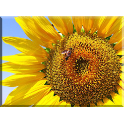 4024-girasol con abeja