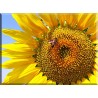 4024-girasol con abeja