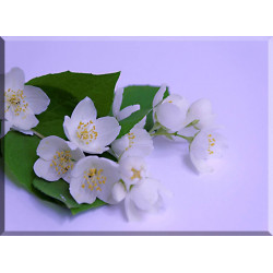 5026-Jasmin Blanco Rama Flor