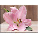 5028-Lirio Flor Planta Rosa