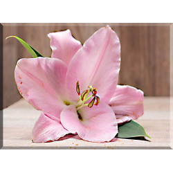 5028-Lirio Flor Planta Rosa