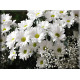 6013-Flor malgaritas blancas