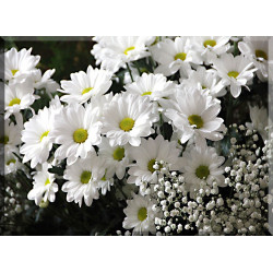 6013-Flor malgaritas blancas
