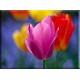 9525-Tulipan Floreciente Flor