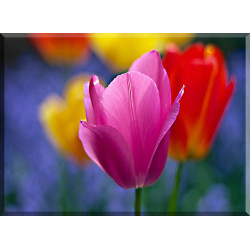 9525-Tulipan Floreciente Flor