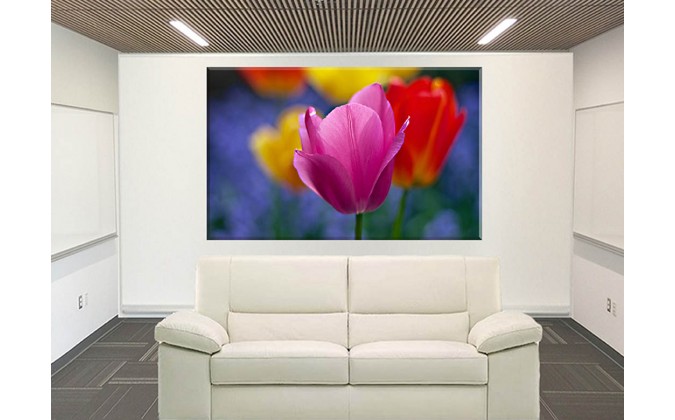 9525-Tulipan Floreciente Flor