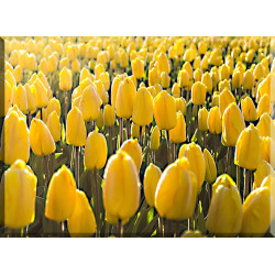 9526-Tulipanes primavera