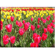 9527-Tulipanes rojos
